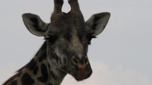 Giraffe